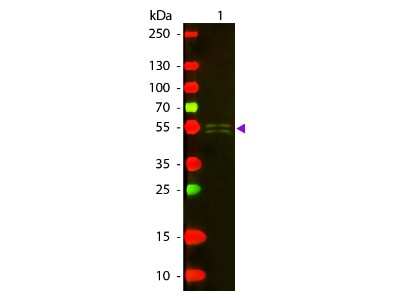 Western Blot: Rabbit anti-Mouse IgG1 Heavy Chain Secondary Antibody [Texas Red] [NBP1-73704] - Lane 1: Mouse IgG1. Lane 2: None. Load: 50 ng per lane. Primary antibody: None. Secondary antibody: Texas Red rabbit secondary antibody at 1:1,000 for 60 min at RT. Blocking: incubated with blocking buffer for 30 min at RT. Predicted/Observed size: 55 kDa, 55 kDa for Mouse IgG1 (Gamma 1 chain). Other band(s): None.